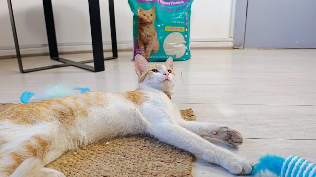 ¿Cuántas cajas de arena necesita realmente tu gato?