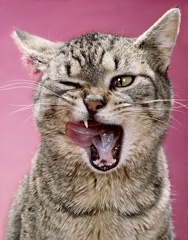 Gato lamiendose
