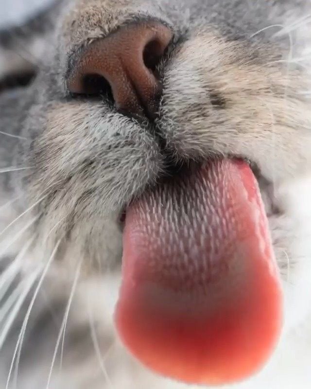 ¿Por qué mi gato me lame?