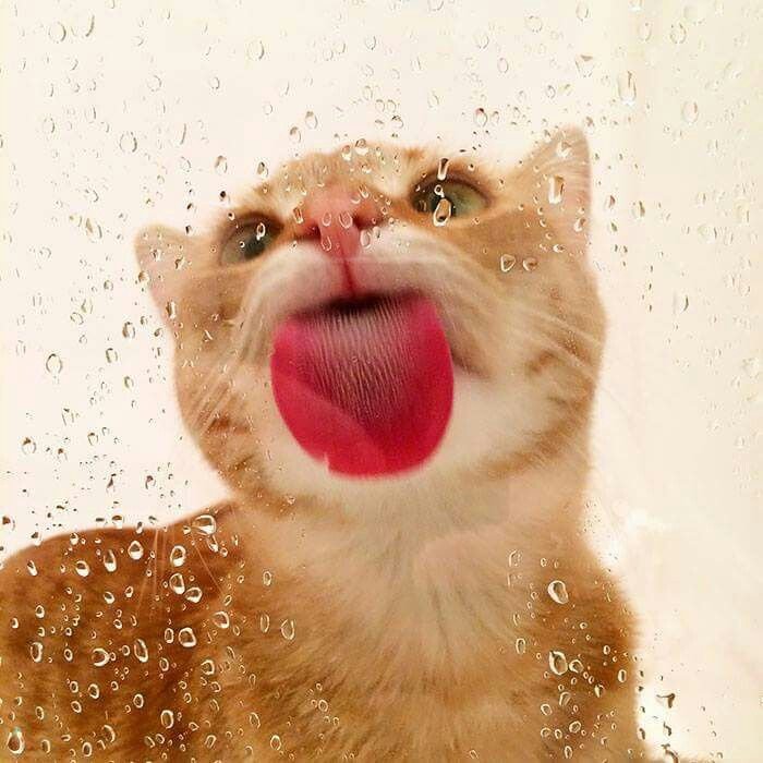 Imagen de un gato lamiendo una superficie transparente.