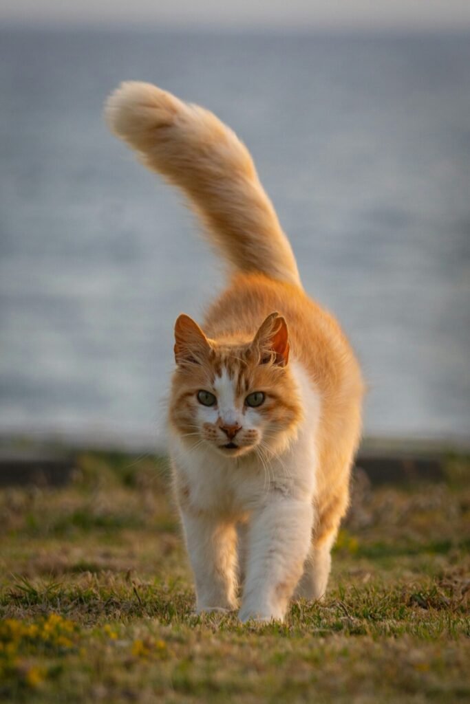 la cola del gato