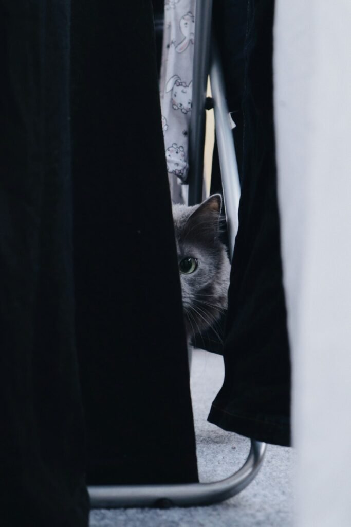 ¿Por qué mi gato se esconde?