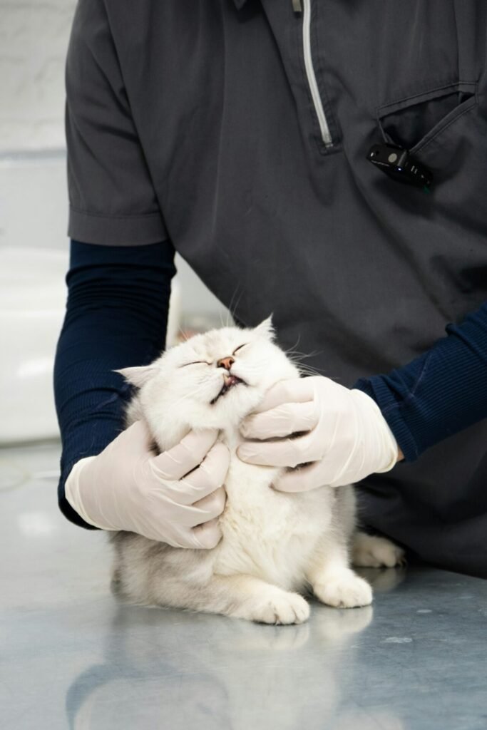 Señales de alerta para asistir al vet