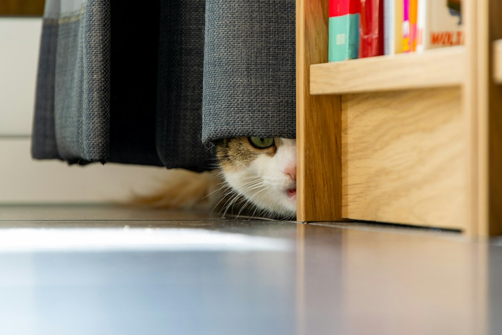 Gato escondido