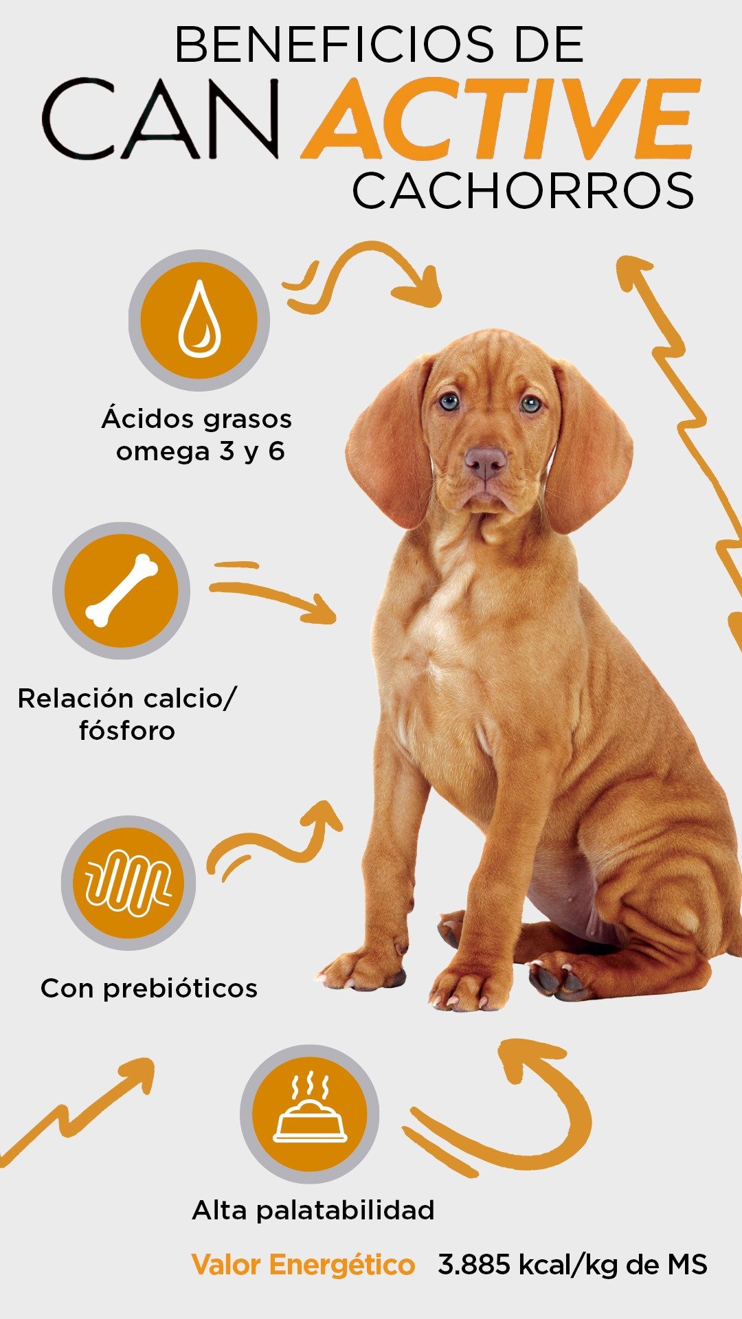 Alimento para perritos 8k Canactive - Imagen 3