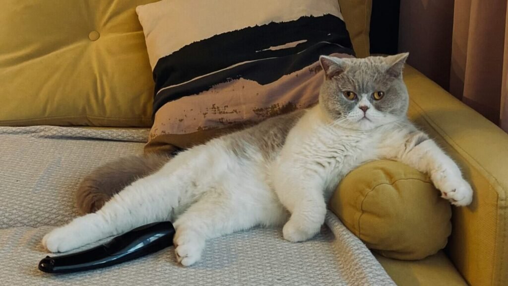 Alojamientos petfriendly