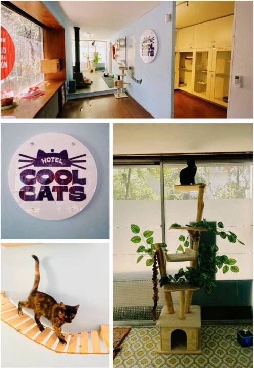 Hotel Cool Cats