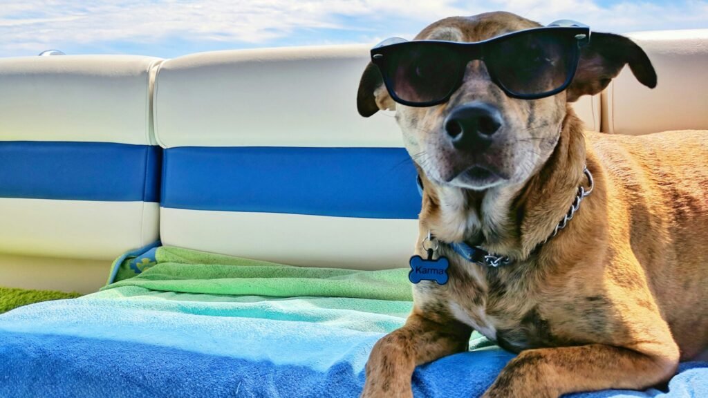 Donde dejar a tu perro o gato